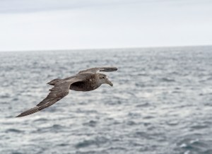 Albatross