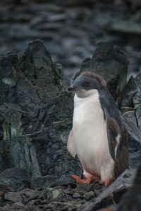 Baby Adelie Penguin