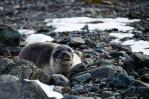 Baby Elelphant seal