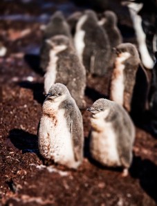 Chinstrap pengiun chicks