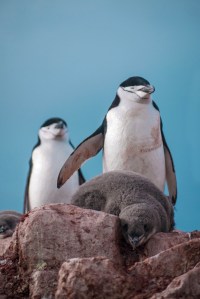 Chinstrap penguin chick