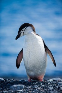 Chinstrap Penguin