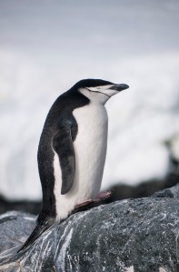 Chinstrap Penguin