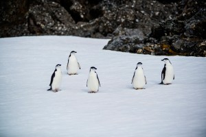 Chinstrap Penguins