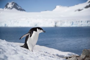 Chinstrap with background