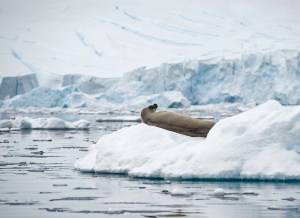 Crabeater seal