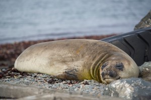 Elephant Seal