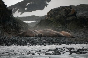 Elephant Seals