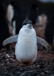 Fat Adelie Penguin Chickl