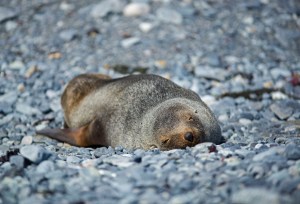 Fur Seal