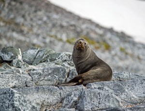 Fur Seal