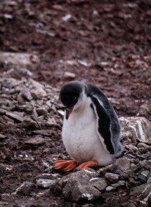 Gentoo Penguin Chick