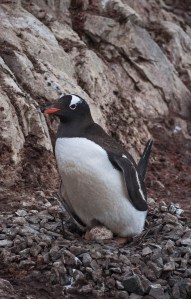 Gentoo sitting on egg