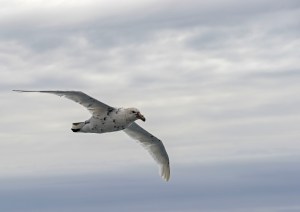 Giant Petrel