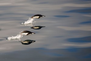 Leaping Penguins