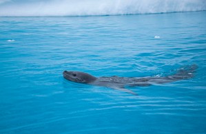 Leopard seal in the water