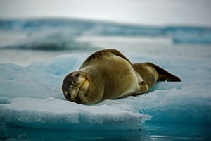 Leopard Seal on Ice Floe
