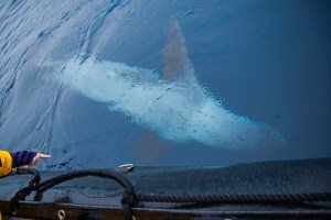 Leopard seal under the zodiac