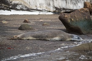 Leopard Seal