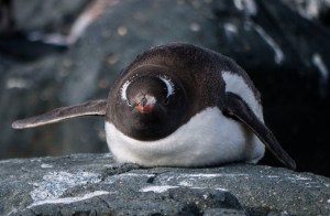 Lying Gentoo