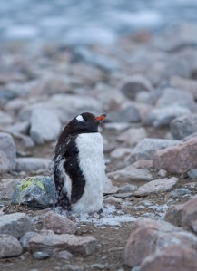 Molting Gentoo Penguin