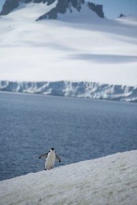 Pengiun on the March