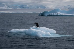 Penguin on an iceberg