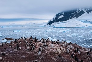 Penguins and the ice