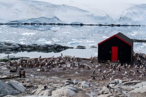 Penguins at Port Lockroy