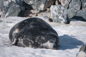 Weddell Seal