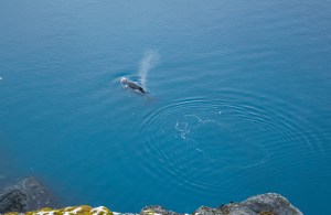 Whale from above