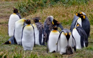 King Penguins with Chick