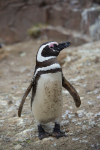 Adult Magellanic Penguin