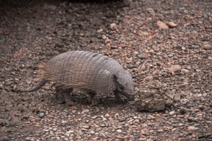 Armadillo