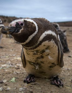 Curious Penguin