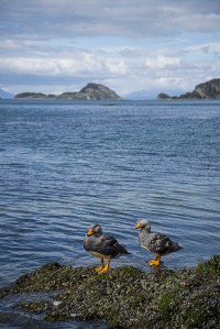 Ducks in Tierra del Fuego NP