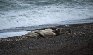 Elephant Seals