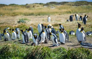 King Penguins