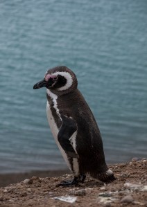 Magellanic Penguin