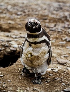 Molting Magellanic Penguin