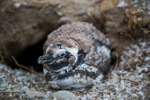 Molting penguin outside his hole