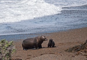 Sea lion and baby 2