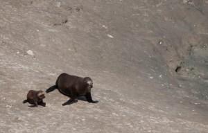 Sea lion and baby