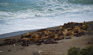 sea lion colony