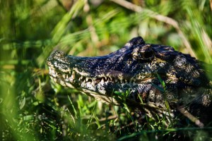 Caiman Close up
