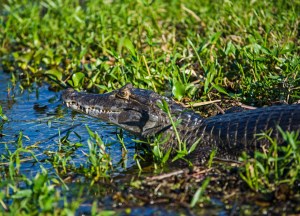 Caiman in Esteros