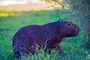 Capybara 2