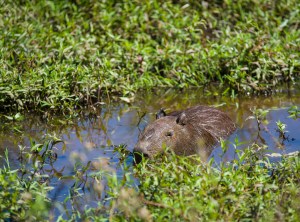 Capybara in the Water