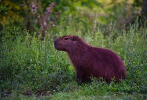 Capybara