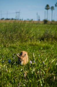 Deer in Esteros
